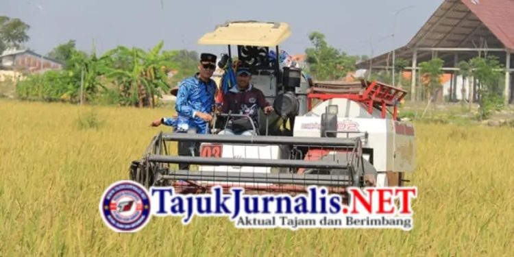 Panen Raya di Balik Jeruji: SAE Lapas Lamongan Buktikan Pembinaan Berdaya Guna