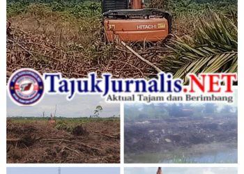 Fahmi Di Duga Penyedia Excavator Merusak Sawit Milik Warga Masyarakat Kampung D.30 Kabupaten Bengkalis Provinsi Riau, Lembaga Aliansi Indonesia Akan Segera Membongkar Kasus Tersebut Sampai Selesai