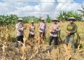 Panen Raya Jagung di Cempalagi, Polsek Tempe Wujudkan Asta Cita Presiden