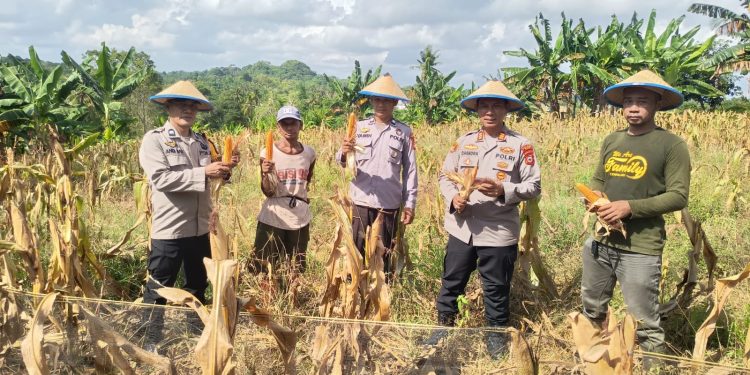 Panen Raya Jagung di Cempalagi, Polsek Tempe Wujudkan Asta Cita Presiden