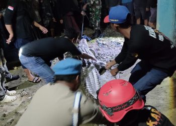 BREAKING NEWS!!Personel Polsek Pitumpanua Evakuasi Buaya yang Menerkam Warga