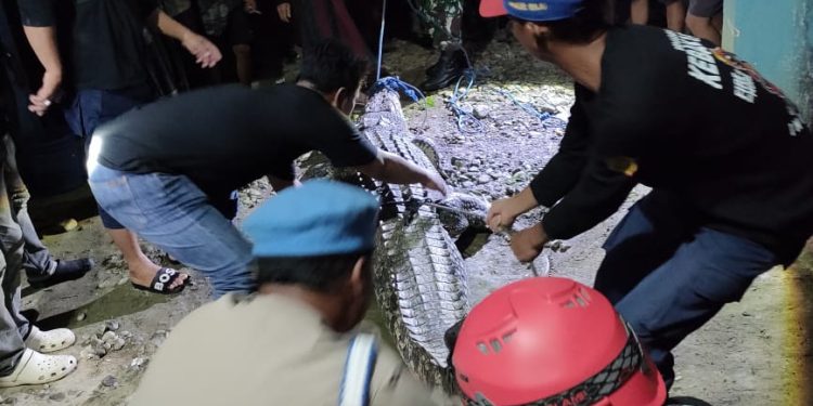 BREAKING NEWS!!Personel Polsek Pitumpanua Evakuasi Buaya yang Menerkam Warga