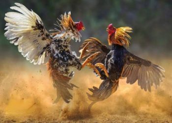 Perjudian Sabung Ayam Marak di Belung Poncokusumo Kabupaten Malang, Aparat Dinilai Tutup Mata Terhadap Instruksi Kapolri