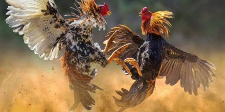 Perjudian Sabung Ayam Marak di Belung Poncokusumo Kabupaten Malang, Aparat Dinilai Tutup Mata Terhadap Instruksi Kapolri