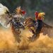 Perjudian Sabung Ayam Marak di Belung Poncokusumo Kabupaten Malang, Aparat Dinilai Tutup Mata Terhadap Instruksi Kapolri