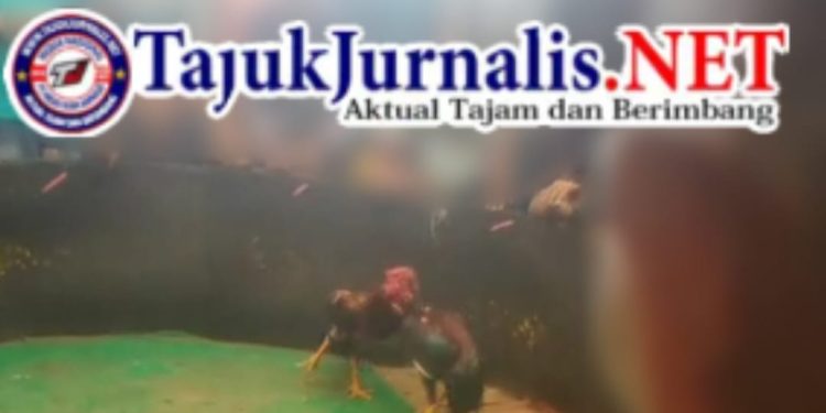 Perjudian Sabung Ayam Marak di Desa Wunut Mojoanyar Kabupaten Mojokerto, Aparat Dinilai Tutup Mata Terhadap Instruksi Kapolri