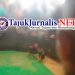 Perjudian Sabung Ayam Marak di Desa Wunut Mojoanyar Kabupaten Mojokerto, Aparat Dinilai Tutup Mata Terhadap Instruksi Kapolri