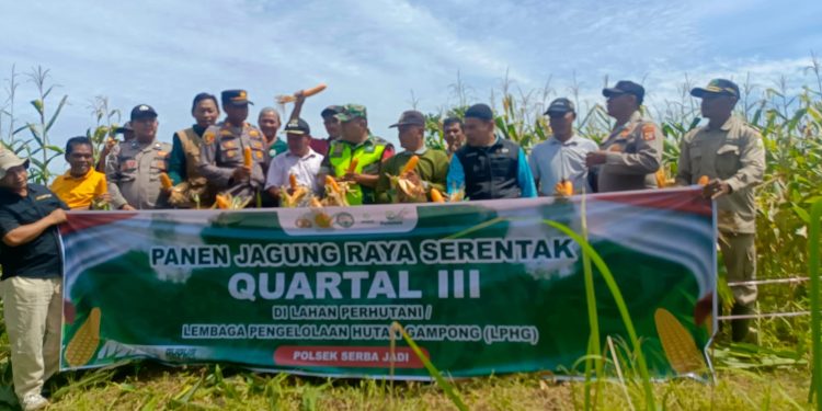 Mendukung Swasembada Pangan Nasional, Muspika Serbajadi Kompak Laksanakan Panen Raya Jagung Serentak Quartal III di Serbajadi.
