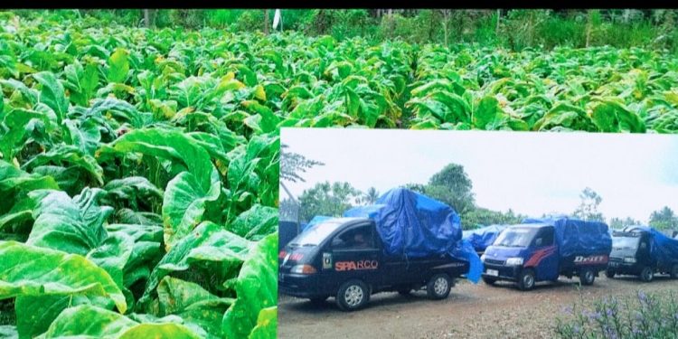 Harga tembakau anjelok,petani tembakau Lombok terancam gulung tikar.