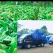Harga tembakau anjelok,petani tembakau Lombok terancam gulung tikar.
