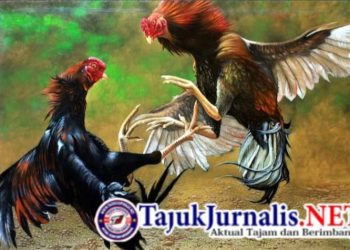 Diduga Polres Pacitan Tidak Ada Nyali Tutup Lokasi Sabung Ayam Terbesar Di Dusun Kedawung Kelurahan Mentoro Pacitan