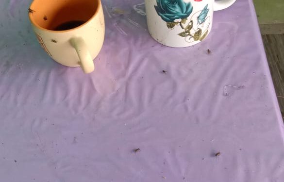 Fenomena Lalat tak kunjung usai, warga Gelumbang Mengeluh