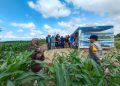 Sinergi Polisi dan Petani, Bhabinkamtibmas Polsek Belawa Ikut Sukseskan Sosialisasi Jagung NK Perkasa Sakti di Kelurahan Macero