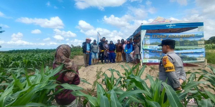 Sinergi Polisi dan Petani, Bhabinkamtibmas Polsek Belawa Ikut Sukseskan Sosialisasi Jagung NK Perkasa Sakti di Kelurahan Macero