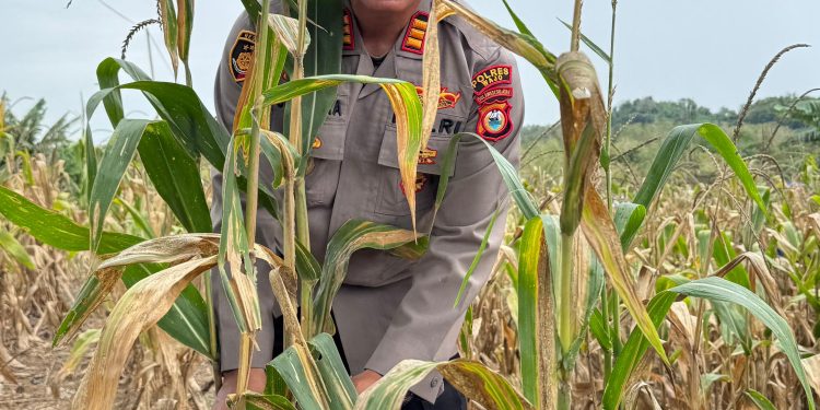 Bersama Petani, Kapolsek Tempe Wujudkan Ketahanan Pangan Lewat Panen Jagung di Cempalagi