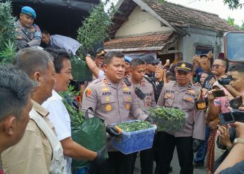 Rumah Kontrakan di Mojongapit Jombang Disulap Jadi Kebun Ganja, Polisi Amankan Ratusan Pot Tanaman