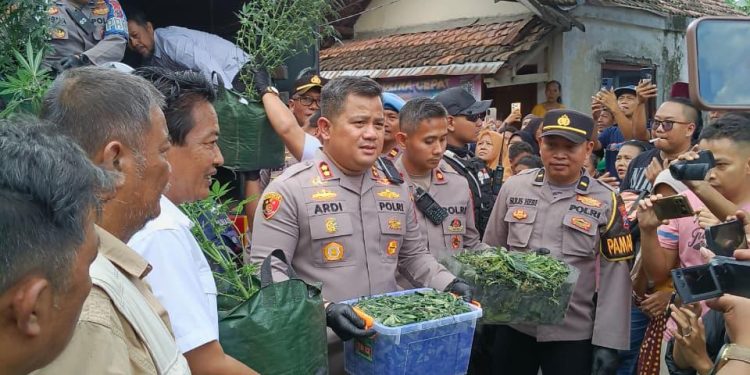 Rumah Kontrakan di Mojongapit Jombang Disulap Jadi Kebun Ganja, Polisi Amankan Ratusan Pot Tanaman