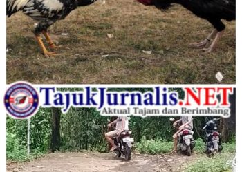 Judi Sabung Ayam di Pineleng Diduga Terorganisir, APH Dinilai Lalai Menegakkan Hukum