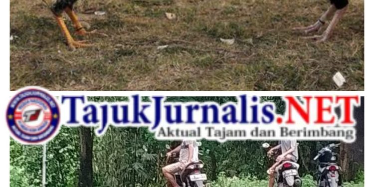 Judi Sabung Ayam di Pineleng Diduga Terorganisir, APH Dinilai Lalai Menegakkan Hukum