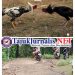 Judi Sabung Ayam di Pineleng Diduga Terorganisir, APH Dinilai Lalai Menegakkan Hukum