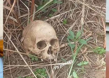 Warga Kikim Selatan Geger, Kerangka Manusia Ditemukan di Area Perkebunan PT SMS