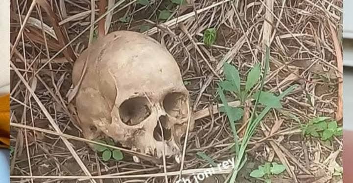 Warga Kikim Selatan Geger, Kerangka Manusia Ditemukan di Area Perkebunan PT SMS