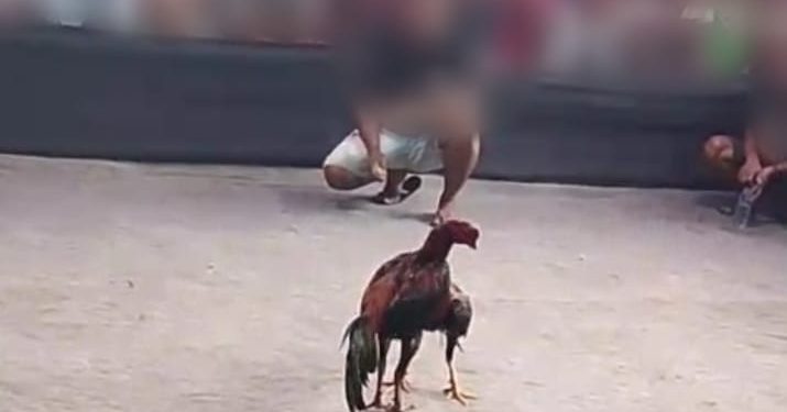 Praktik Perjudian Sabung Ayam di Lumajang diduga Kebal Hukum Atau Polres Lumajang Tutup Mata?