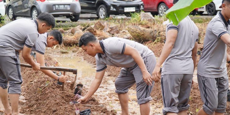 Tanam Uwi Ungu, Karo SDM Kombes Adi Ferdian Saputra : Polda Sulsel Siap Budidaya Pangan Lokal