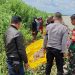Mayat Tanpa Kepala Ditemukan Terapung di Pesisir Danau Tempe, Polisi Lakukan Olah TKP