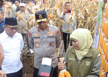 Kapolda Jatim dan Gubernur Panen Jagung di Green Farm Banyuwangi Penuhi Target Swasembada Pangan