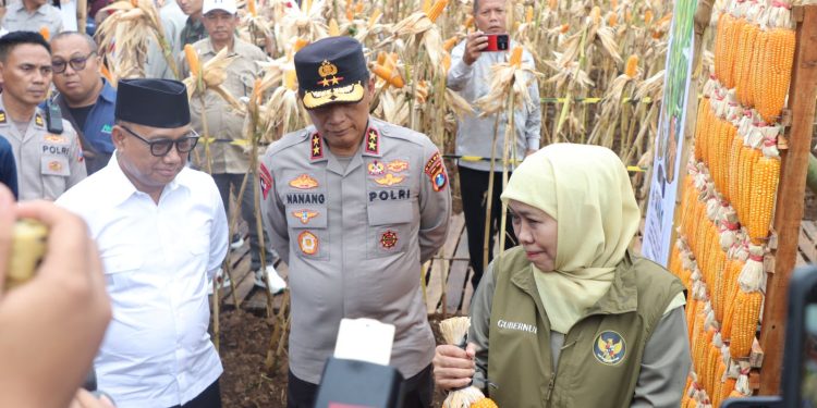 ‎Kapolda Jatim dan Gubernur Panen Jagung di Green Farm Banyuwangi Penuhi Target Swasembada Pangan