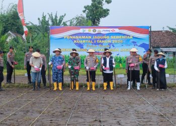 Penanaman Jagung Serentak Kuartal I 2026 di Jombang Dukung Program Swasembada Jagung Nasional