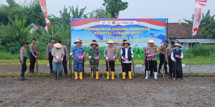 Penanaman Jagung Serentak Kuartal I 2026 di Jombang Dukung Program Swasembada Jagung Nasional