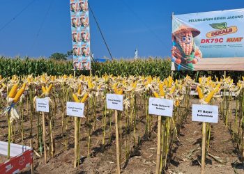 Di Akhir Maret 2026, Polda Sulsel Serap Cadangan Jagung Pemerintah Pada Gudang Bulog Sebanyak 41.116 Ton