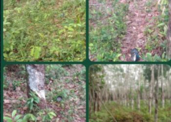 Harga Getah Karet Naik, Aksi Pencurian di Keluhkan Para Petani di Gelumbang