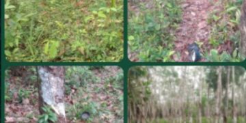Harga Getah Karet Naik, Aksi Pencurian di Keluhkan Para Petani di Gelumbang