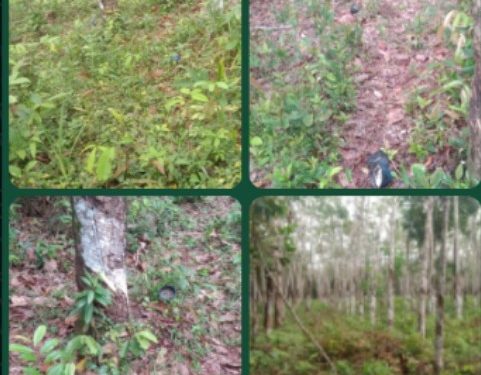 Harga Getah Karet Naik, Aksi Pencurian di Keluhkan Para Petani di Gelumbang