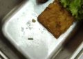 Sajian MBG di salah satu sekolah di Purwokerto ada belatungnya