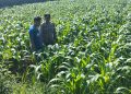 Polres Jombang Melalui Bhabinkamtibmas Lakukan Pengecekan tanaman Jagung
