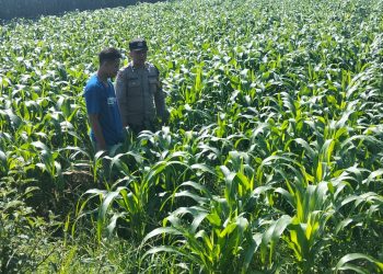 Polres Jombang Melalui Bhabinkamtibmas Lakukan Pengecekan tanaman Jagung