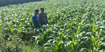 Polres Jombang Melalui Bhabinkamtibmas Lakukan Pengecekan tanaman Jagung