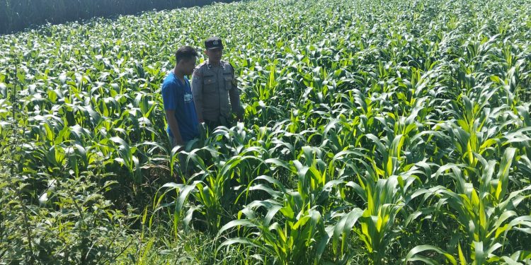 Polres Jombang Melalui Bhabinkamtibmas Lakukan Pengecekan tanaman Jagung