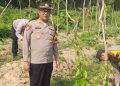 Manfaatkan Lahan Produktif, Kapolsek Kudu Tinjau Progres Pertumbuhan Tanaman Uwi Ungu