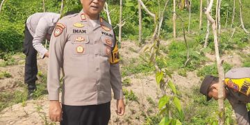 Manfaatkan Lahan Produktif, Kapolsek Kudu Tinjau Progres Pertumbuhan Tanaman Uwi Ungu