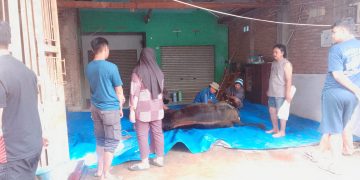 Pemotongan Hewan Kurban di RT08/03 Desa Cimekar, Cileunyi Bandung