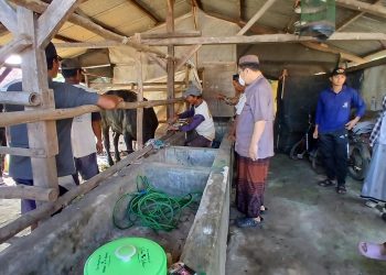 Hj. Miftakhul Janah Konsisten Berkurban,3 Sapi Jumbo di Cipelem Brebes Tuntas Disembelih Ustad Jono