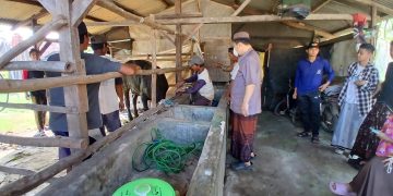 Hj. Miftakhul Janah Konsisten Berkurban,3 Sapi Jumbo di Cipelem Brebes Tuntas Disembelih Ustad Jono