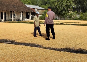 Bhabinkamtibmas Desa Ngampungan Bantu Penjemuran Jagung, Dukung Ketahanan Pangan dan Kesejahteraan Petani