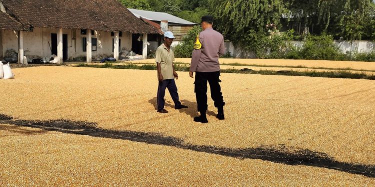 Bhabinkamtibmas Desa Ngampungan Bantu Penjemuran Jagung, Dukung Ketahanan Pangan dan Kesejahteraan Petani