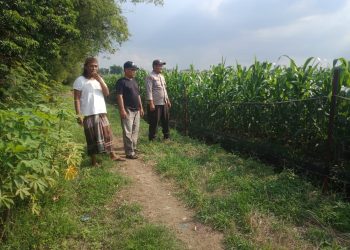 Polisi dan Petani Optimalkan Lahan Jagung untuk Dukung Swasembada Pangan Nasional